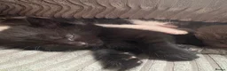 Mixed Breed cats for sale: 2 black girl kittens  - Advert 2