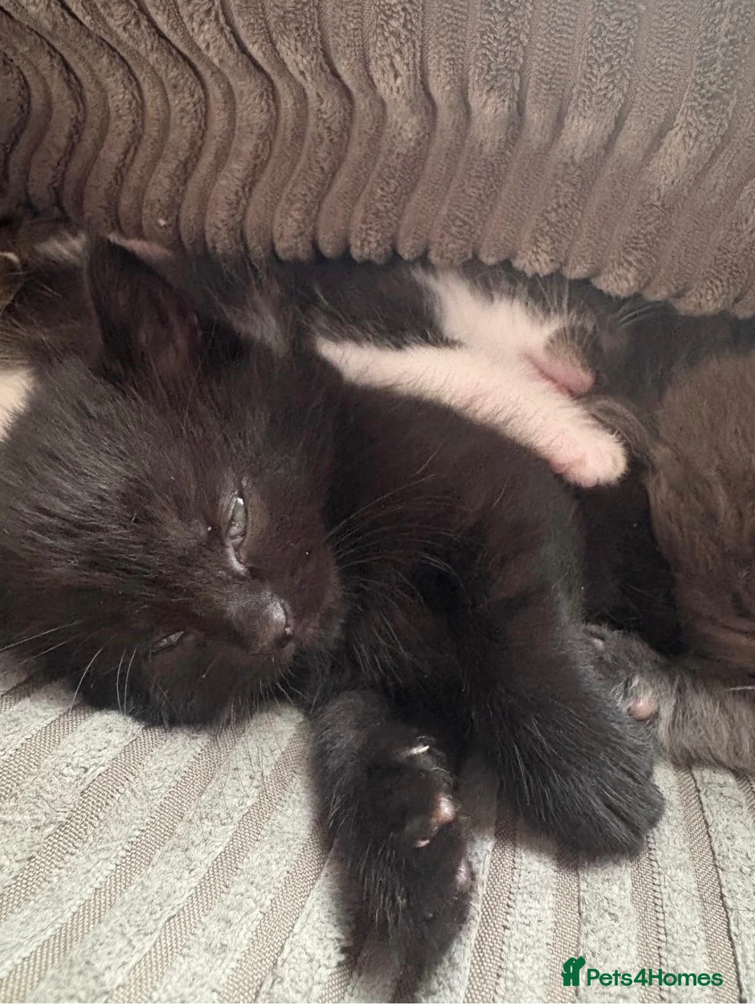 Mixed Breed cats for sale: 2 black girl kittens  - Advert 2