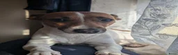 Jack Russell dogs for sale: Jack russell puppies  - Advert 6