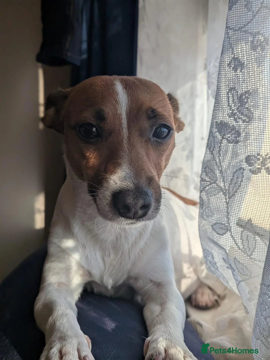 Jack Russell dogs for sale: Jack russell puppies  - Advert 6