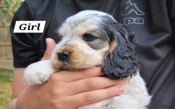 Cocker Spaniel dogs for sale: Blue Roan Tan-Sable Cocker Spaniel– KC bloodline - Image 8