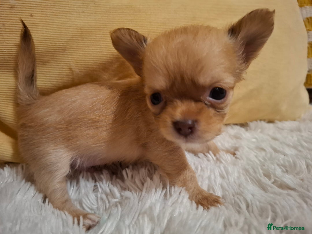 Chihuahua dogs for sale: Beautiful High Quality Long Coat Chihuahua Puppies - Image 6