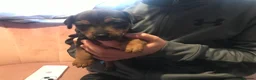 Jack Russell dogs for sale: Beautiful Jack Russel Puppies - Advert 6