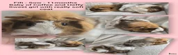 Guinea Pig rodents for sale: Extremely well-bonded trio - Advert 4