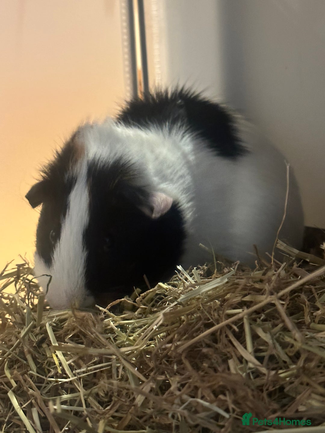 Guinea Pig rodents for sale: Guinea Pig - Brothers - Image 5