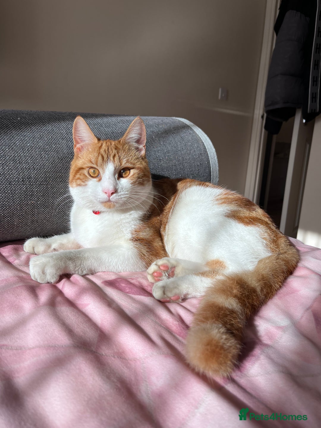 Domestic Shorthair cats for sale: Gorgeous Male Domestic Shorthair Tabby - Image 11