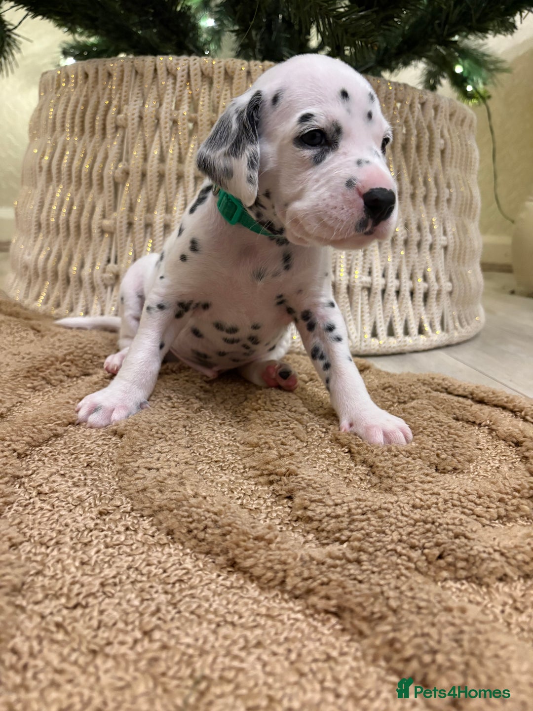 Dalmatian dogs for sale: 5 Generation KC Registered Dalmatians Boys - Advert 27