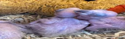 Conures birds for sale: Currently hand rearing 3 sun conures - Advert 3