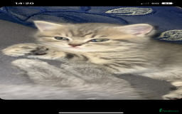 British Shorthair cats for sale: RARE LILAC COLOURPOINT BRITISH SHORT HAIR KITTENS  - Image 2
