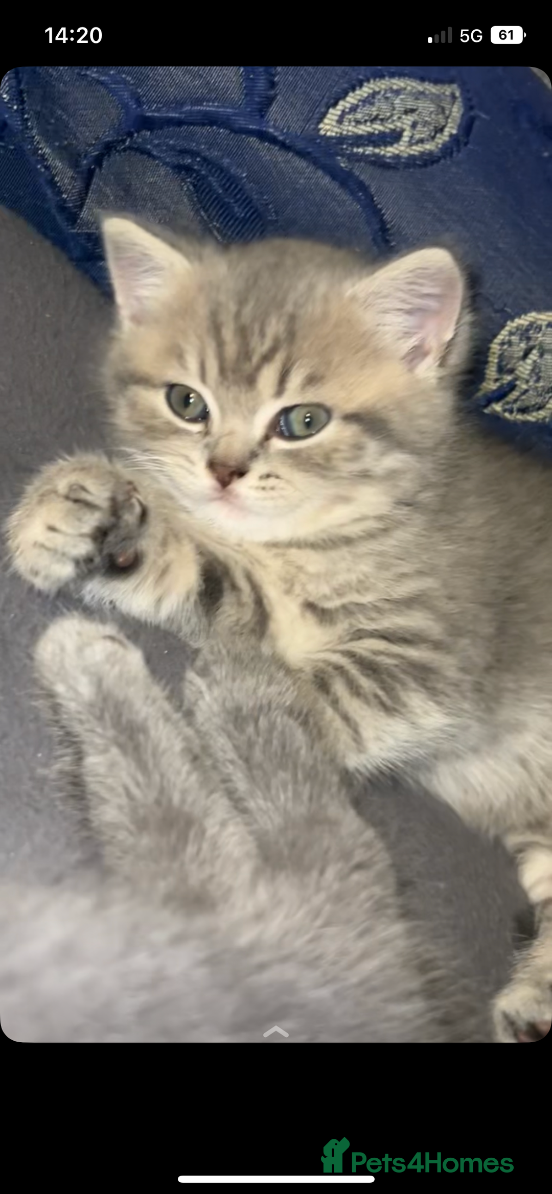 British Shorthair cats for sale: RARE LILAC COLOURPOINT BRITISH SHORT HAIR KITTENS  - Image 2