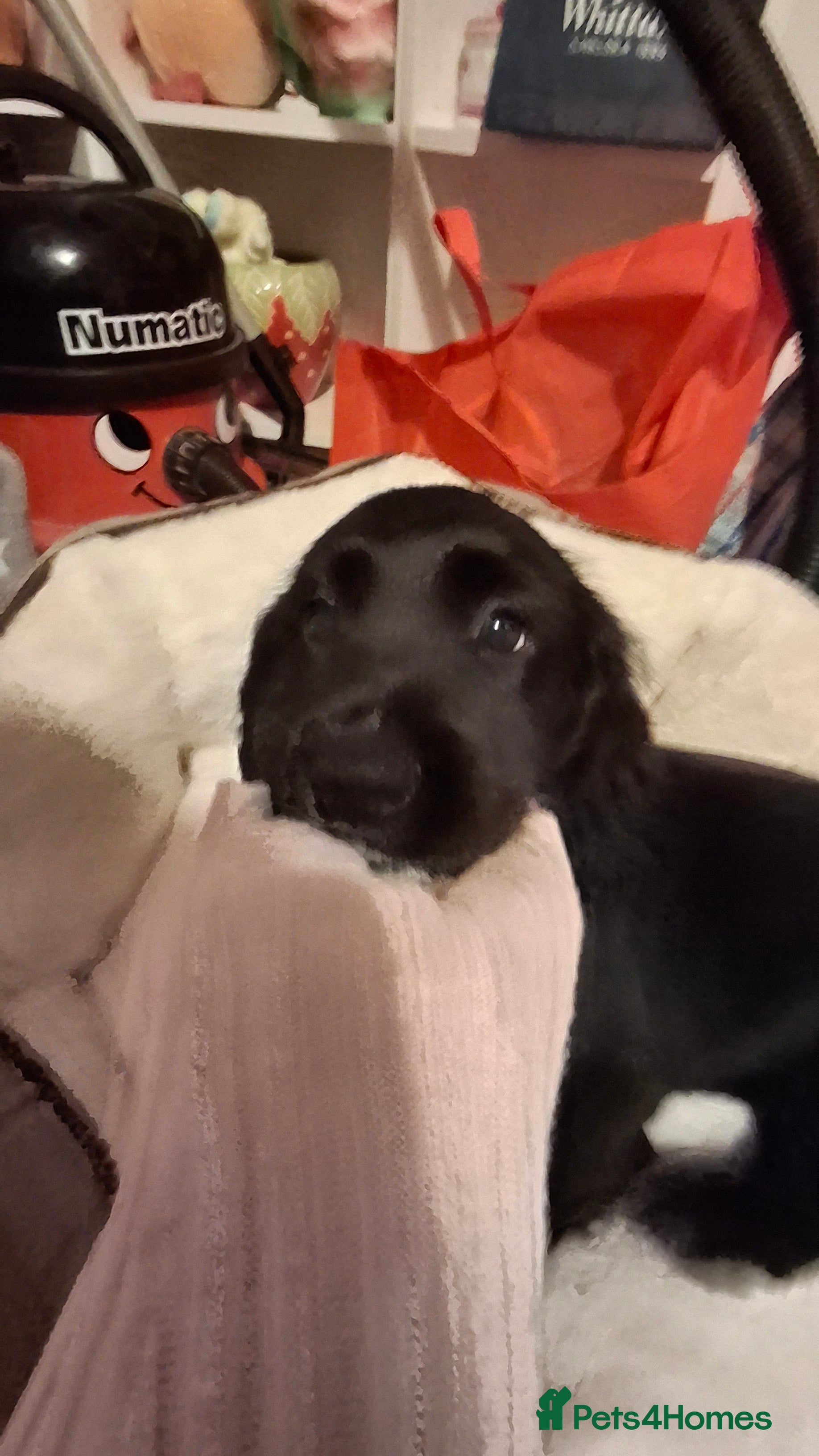 American Cocker Spaniel dogs Black cocker spaniel pup - Advert 1