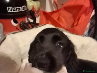 American Cocker Spaniel dogs Black cocker spaniel pup - Advert 1