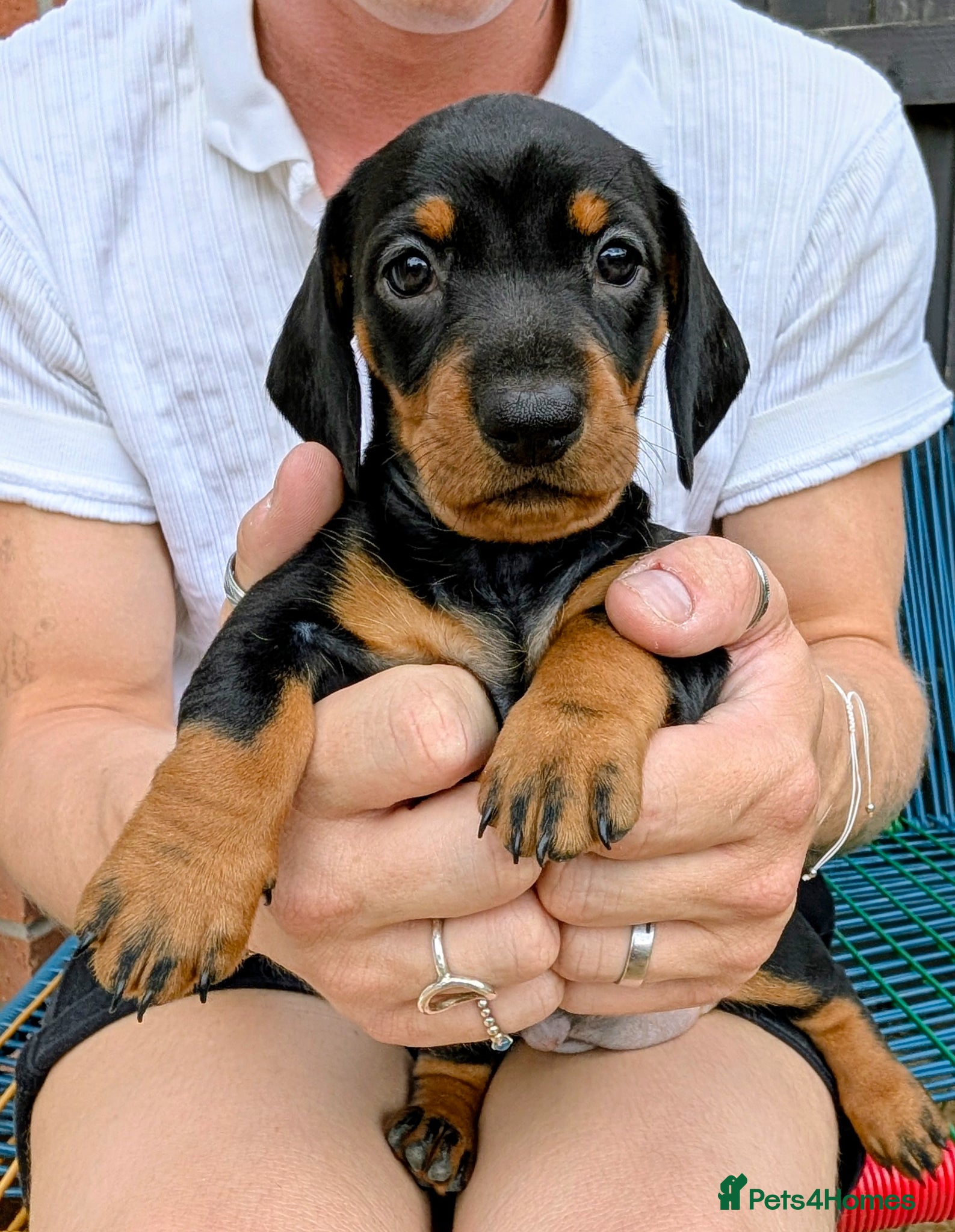 Dachshund dogs Standard well built and quality dachshund puppies  - Advert 2