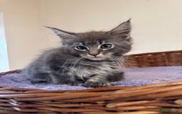 Maine Coon cats for sale: Beautiful Mainecoon kittens ready to leave home  - Image 10