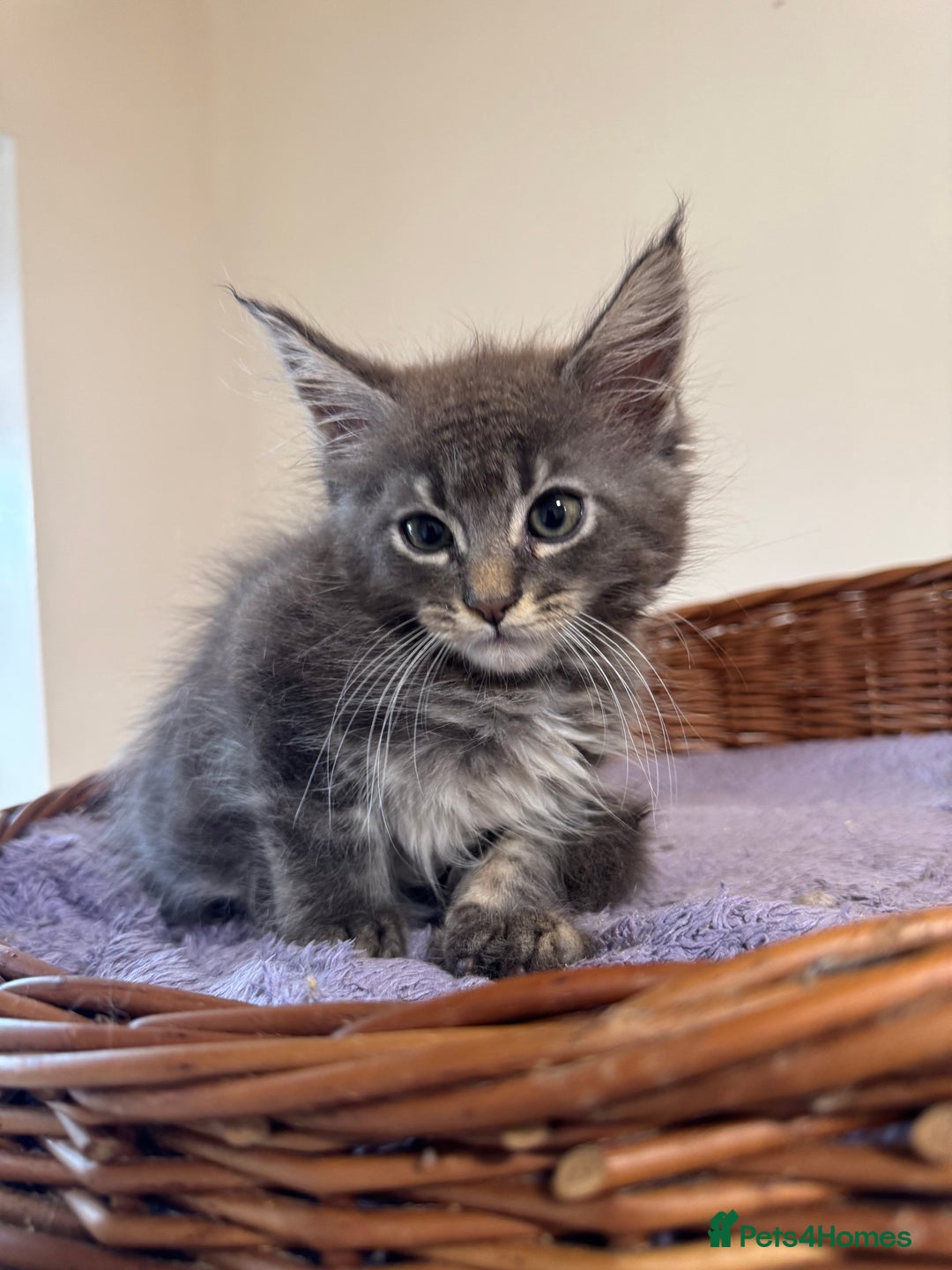 Maine Coon cats for sale: Beautiful Mainecoon kittens ready to leave home  - Image 10