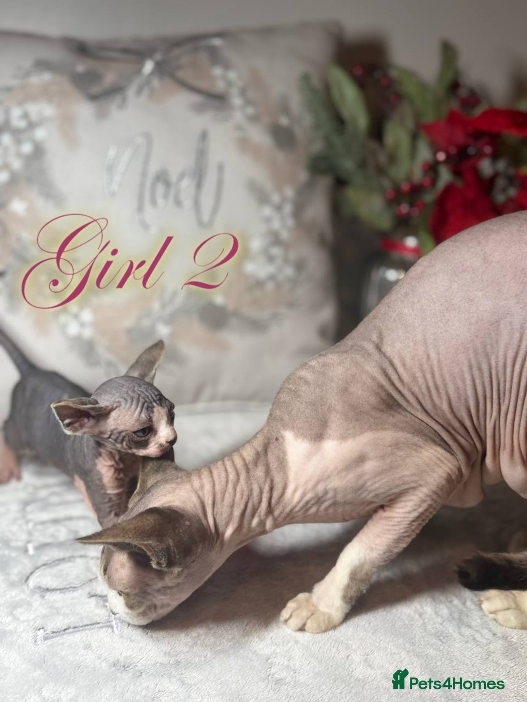 Sphynx cats for sale: Stunning Pedigree Sphynx Kittens - Advert 17