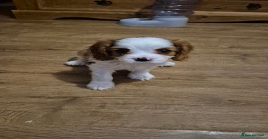 Cavalier King Charles Spaniel dogs - Advert 6