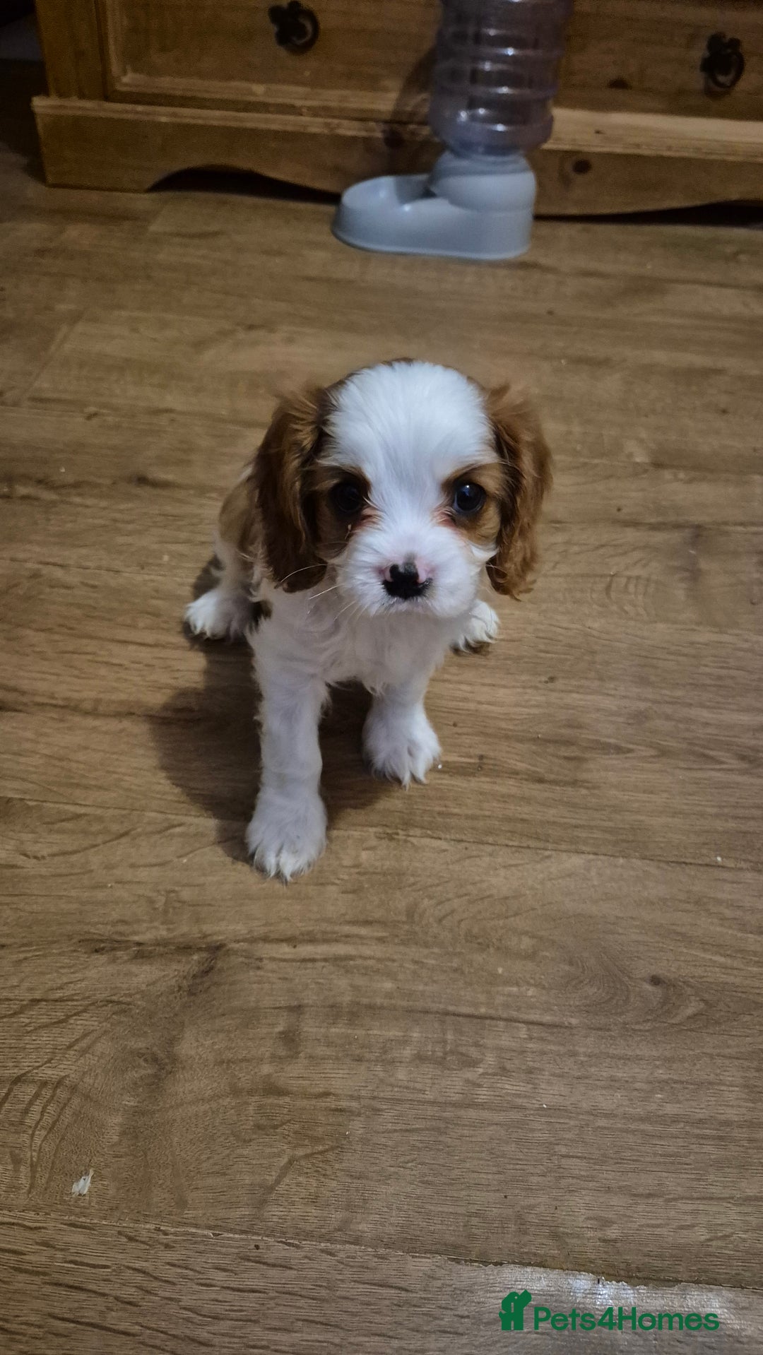 Cavalier King Charles Spaniel dogs for sale: Cavalier king charles puppies - Image 3