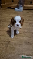 Cavalier King Charles Spaniel dogs Fully vaccinated & ready for his forever home - Advert 11