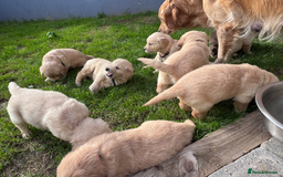 Golden Retriever dogs for sale: Golden Retriever Puppies! 💛🐶 - Image 11