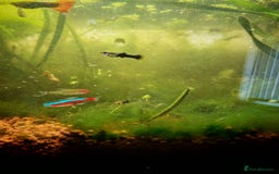 Live Bearers fish for sale: Guppy fry - Image 8