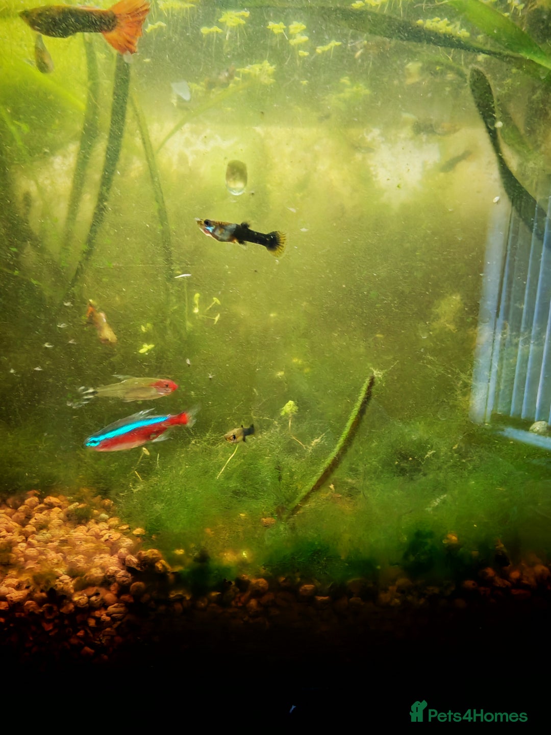 Live Bearers fish for sale: Guppy fry - Image 8