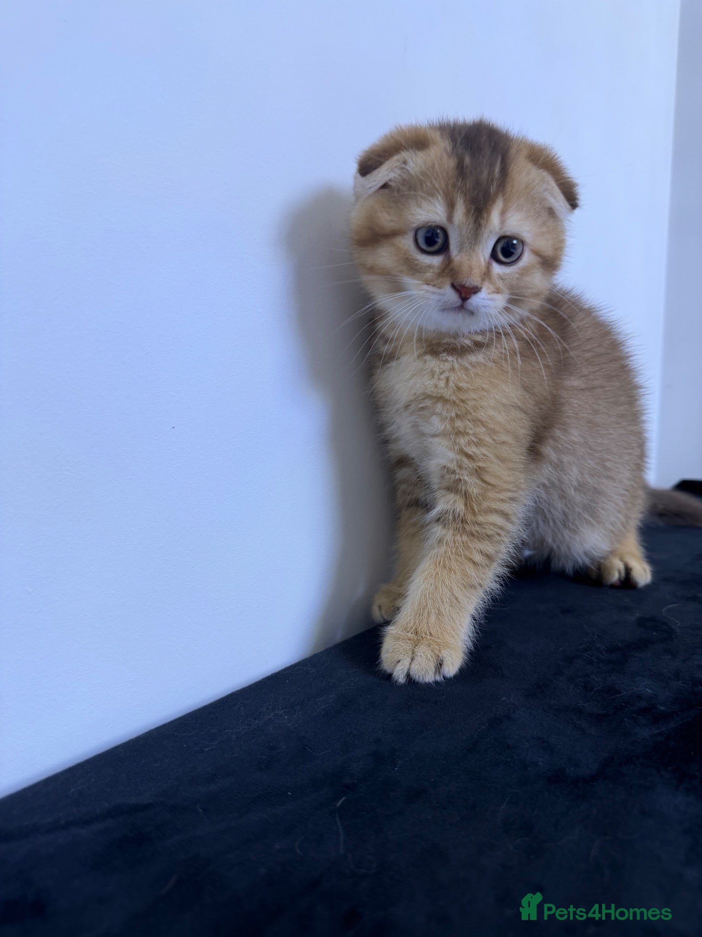 Scottish Fold cats The Stunning Scottish Fold kittens are ready - Advert 1