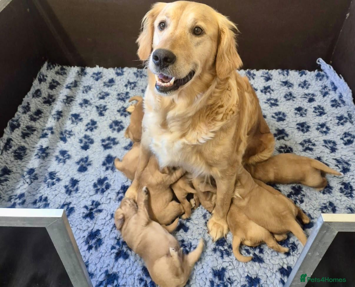 Golden Retriever dogs  Golden Retriever Puppies - health tested - Advert 1