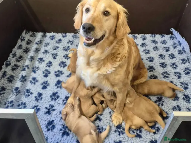 Golden Retriever dogs for sale: Kennel Club registered Golden Retriever Puppies - Advert 1
