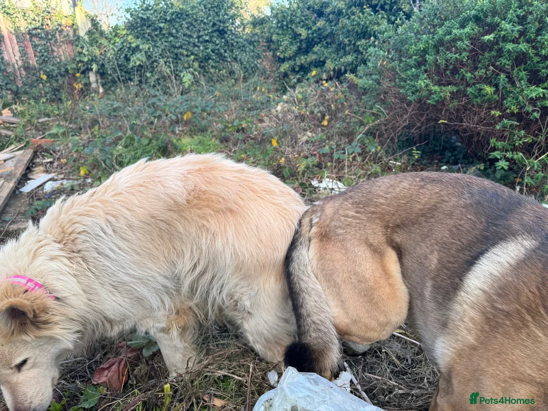 German Shepherd dogs for stud: PROVEN BIG BONED GERMAN SHEPHERD FOR STUD  in Romford - Advert 31