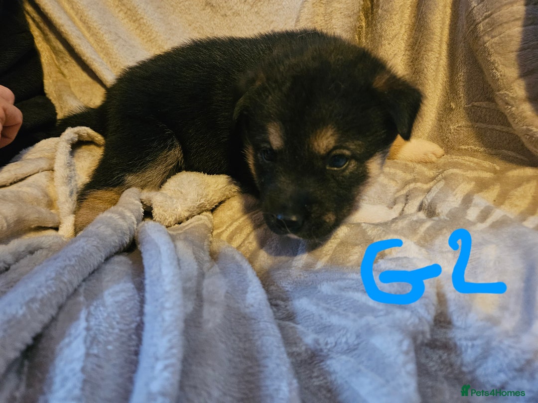Huskita dogs for sale: Husky x akita puppys - Image 32