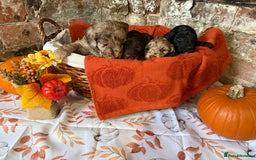 Cockapoo dogs for sale: F1 Cockapoos  - Image 16