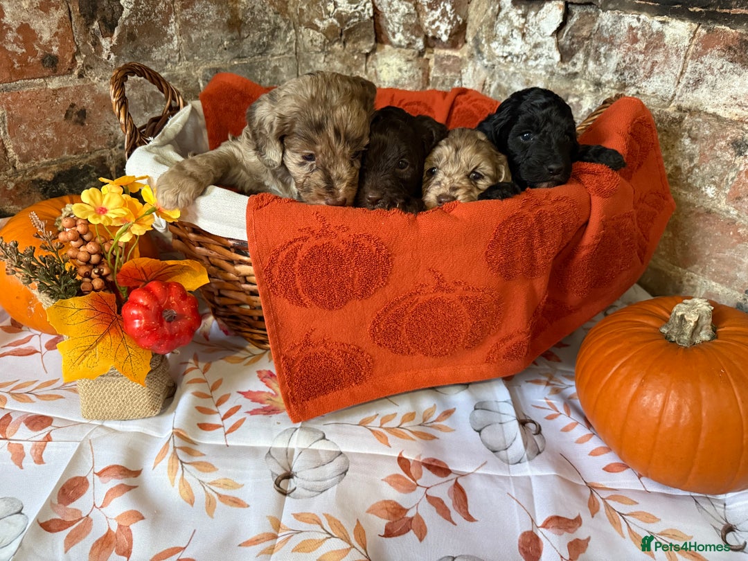 Cockapoo dogs for sale: F1 Cockapoos  - Image 16
