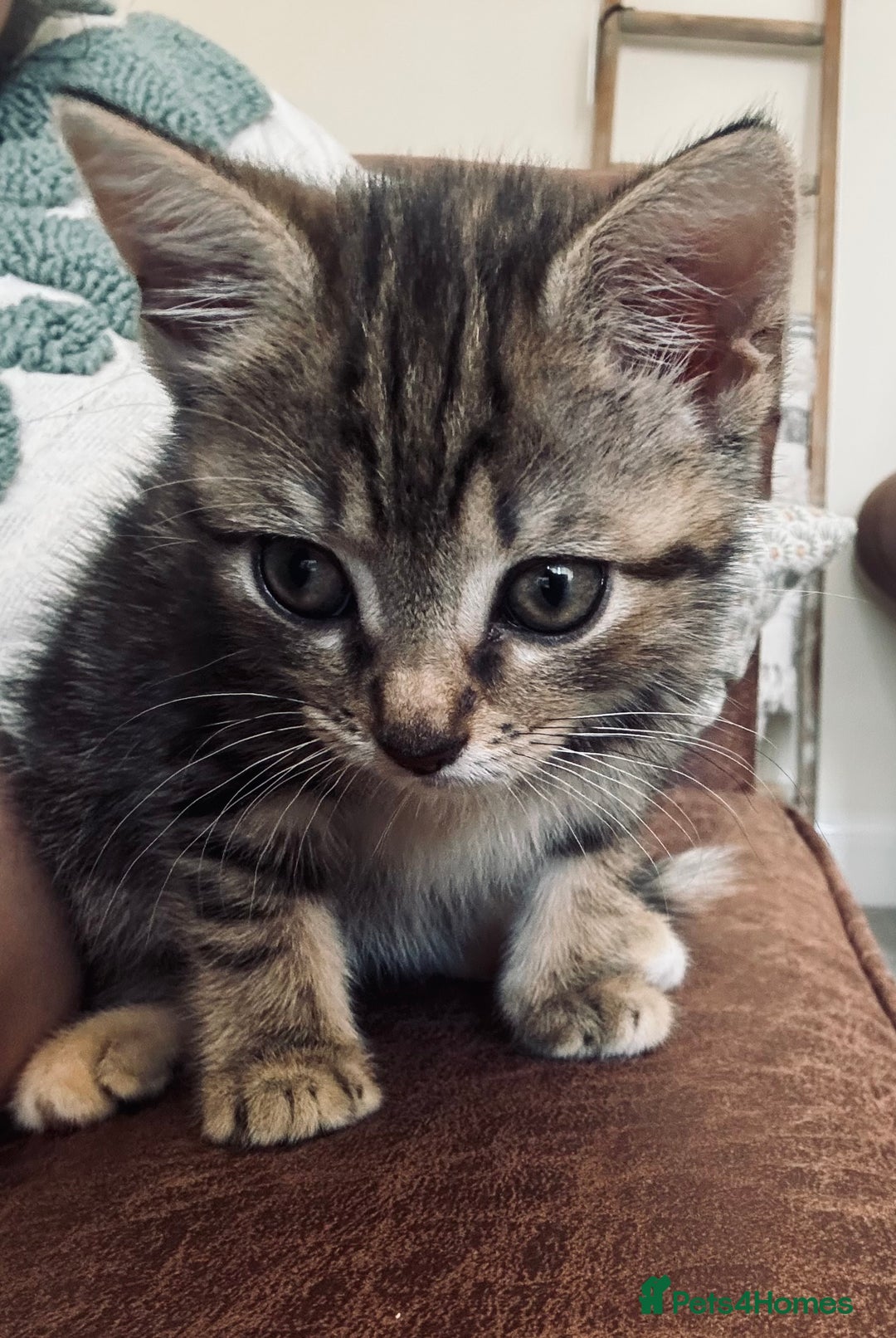 Mixed Breed cats for sale: 2 female kittens 3 months and 6 months - Image 4