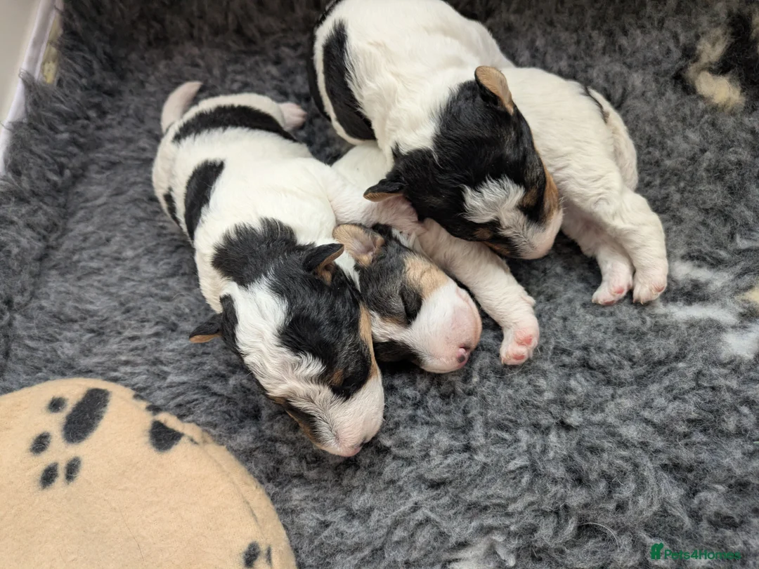 Fox Terrier dogs for sale: Beautiful KC litter of ( 3 boys )  in Wisbech - Advert 24
