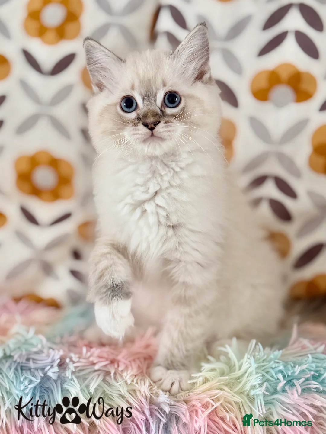 Ragdoll cats for sale: 🐾🩵*TICA REG* LYNX TABBY EU RAGDOLL KITTEN🩵🐾 - Advert 2