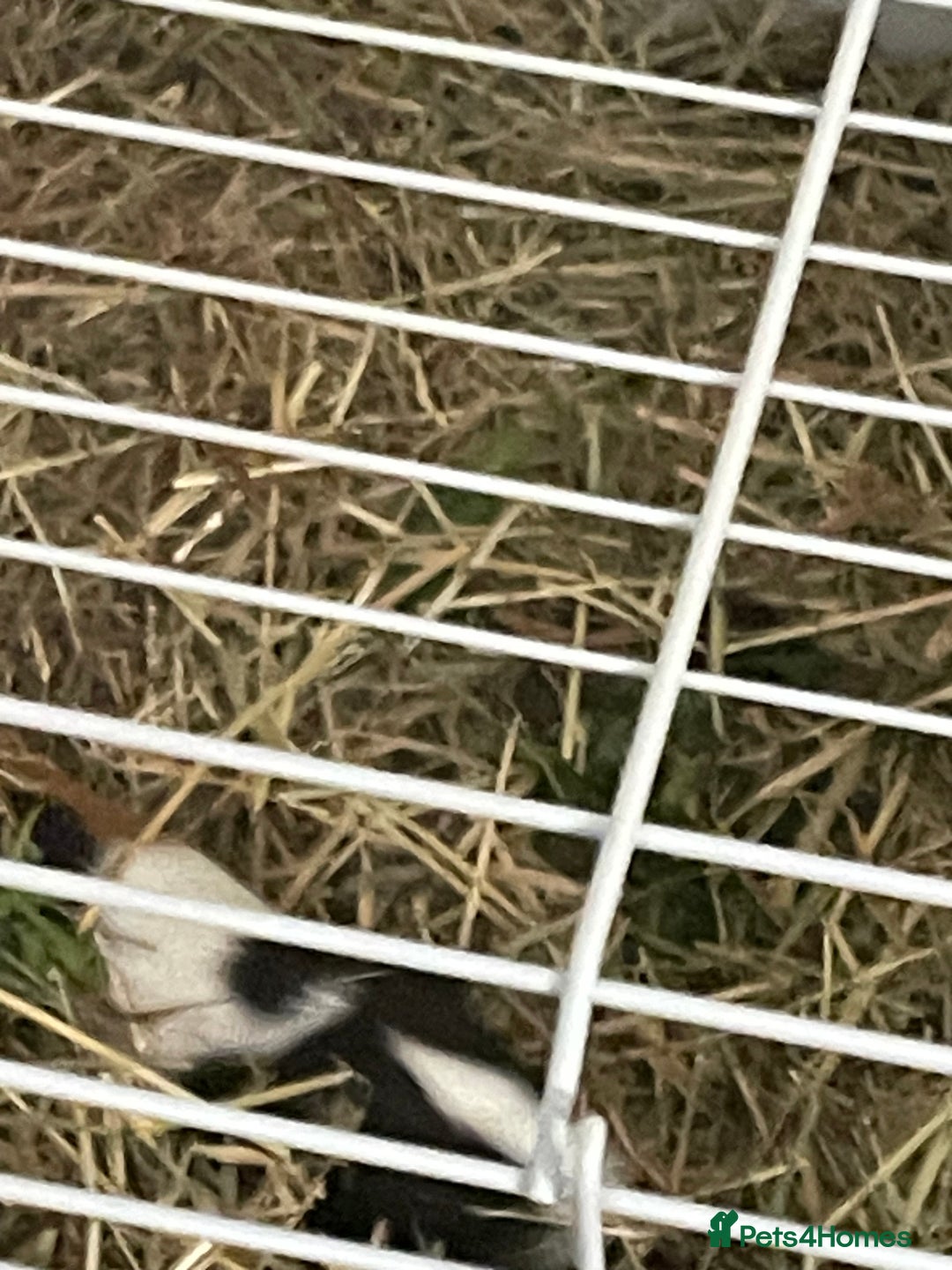 Guinea Pig rodents for sale: 2 male guinea pigs and indoor cage  - Image 7