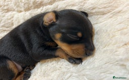 Miniature Pinscher dogs for sale: Gorgeous MinPin Puppies-Ready from 8th Dec! - Advert 5