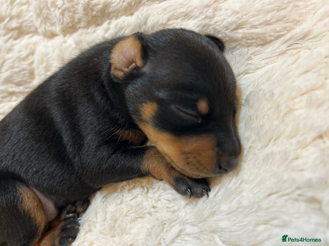 Miniature Pinscher dogs for sale: Gorgeous MinPin Puppies-Ready from 8th Dec! - Advert 5