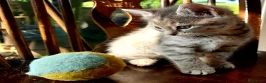 Mixed Breed Kitten 3