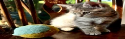 Mixed Breed cats for sale: Blue tabby ginger kittens  in Sidmouth - Advert 4