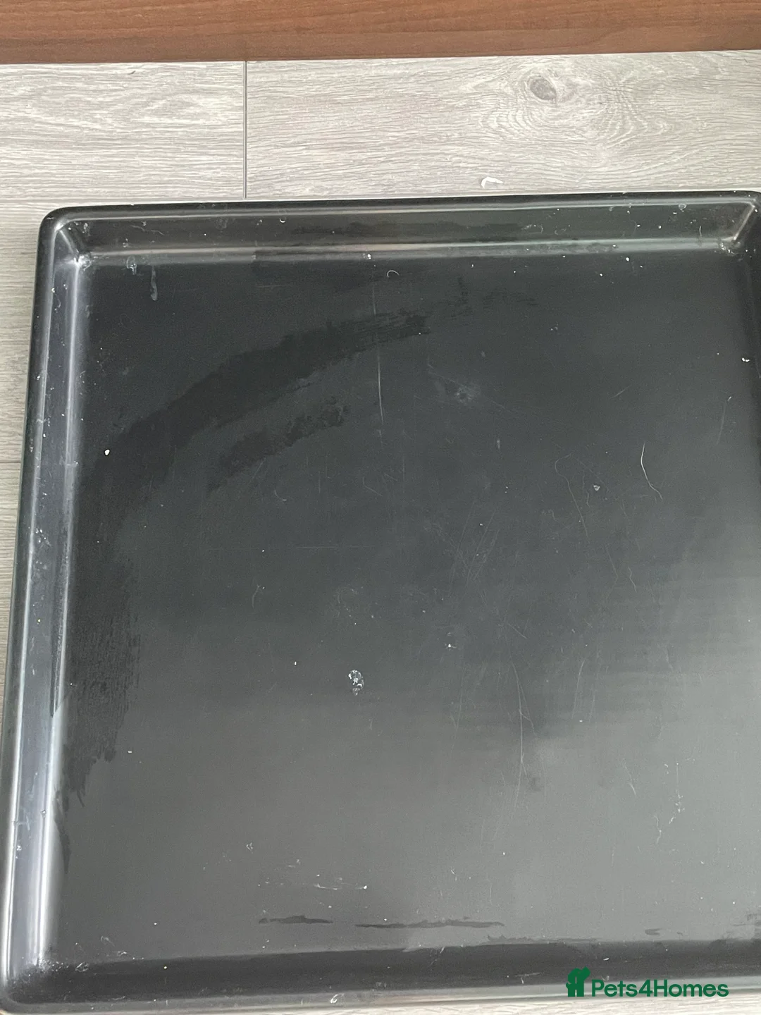 Canaries birds for sale: Canaries as a pair for sale - Advert 16