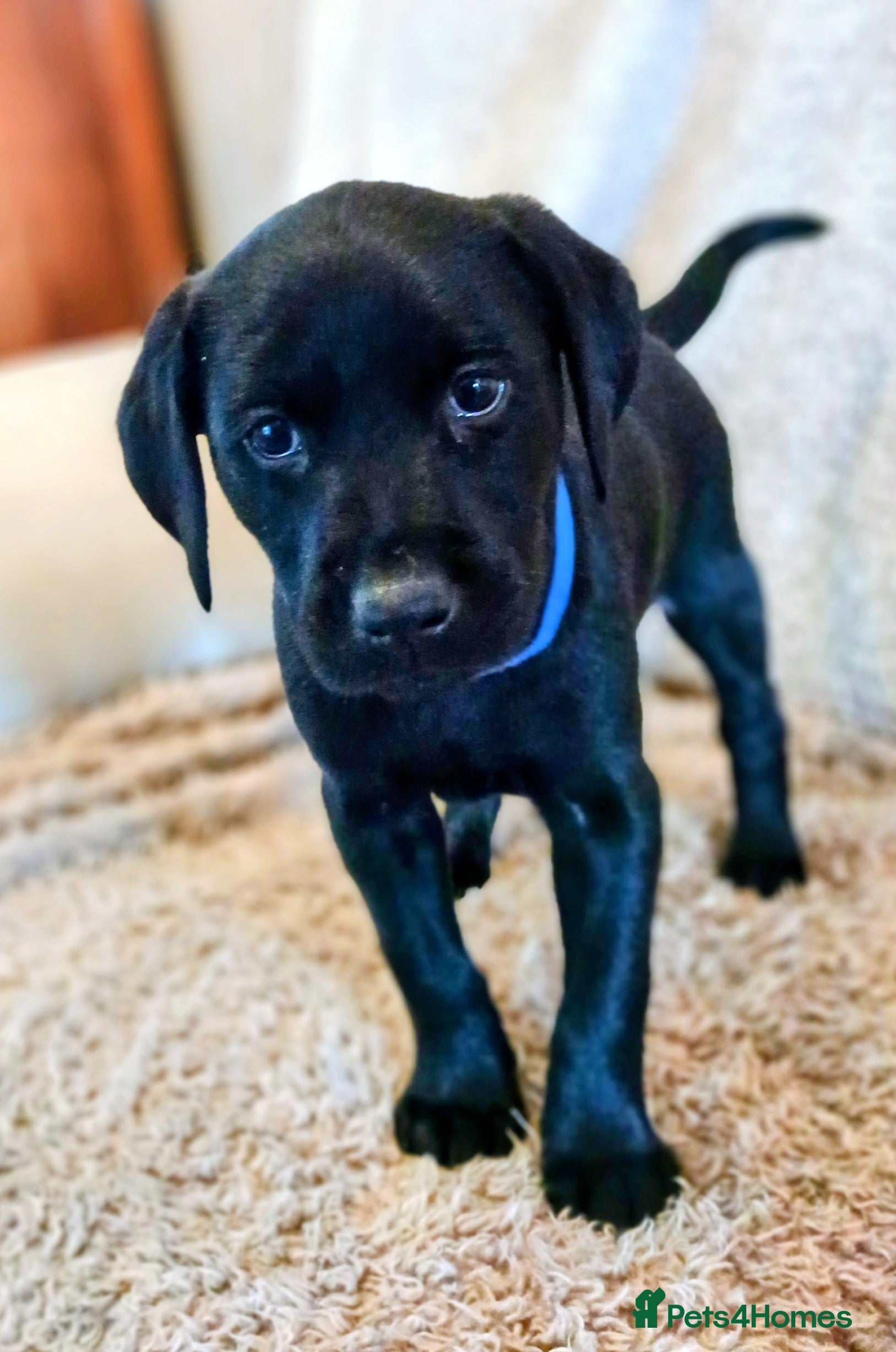 Labrador Retriever dogs Labrador  - Advert 2