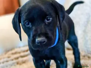 Labrador Retriever dogs Labrador - Advert 7