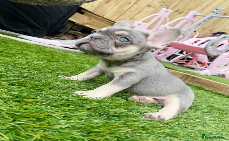 French Bulldog dogs - Advert 14