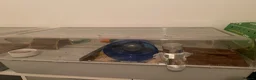 Hamster rodents for sale: Roboroski hamster - Advert 1