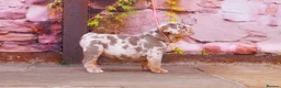 English Bulldog dogs for sale: Top Tier English Bulldogs READY NOW!! - Advert 10