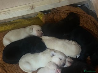 Labrador Retriever dogs - Advert 13