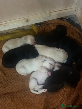 Labrador Retriever dogs - Advert 8