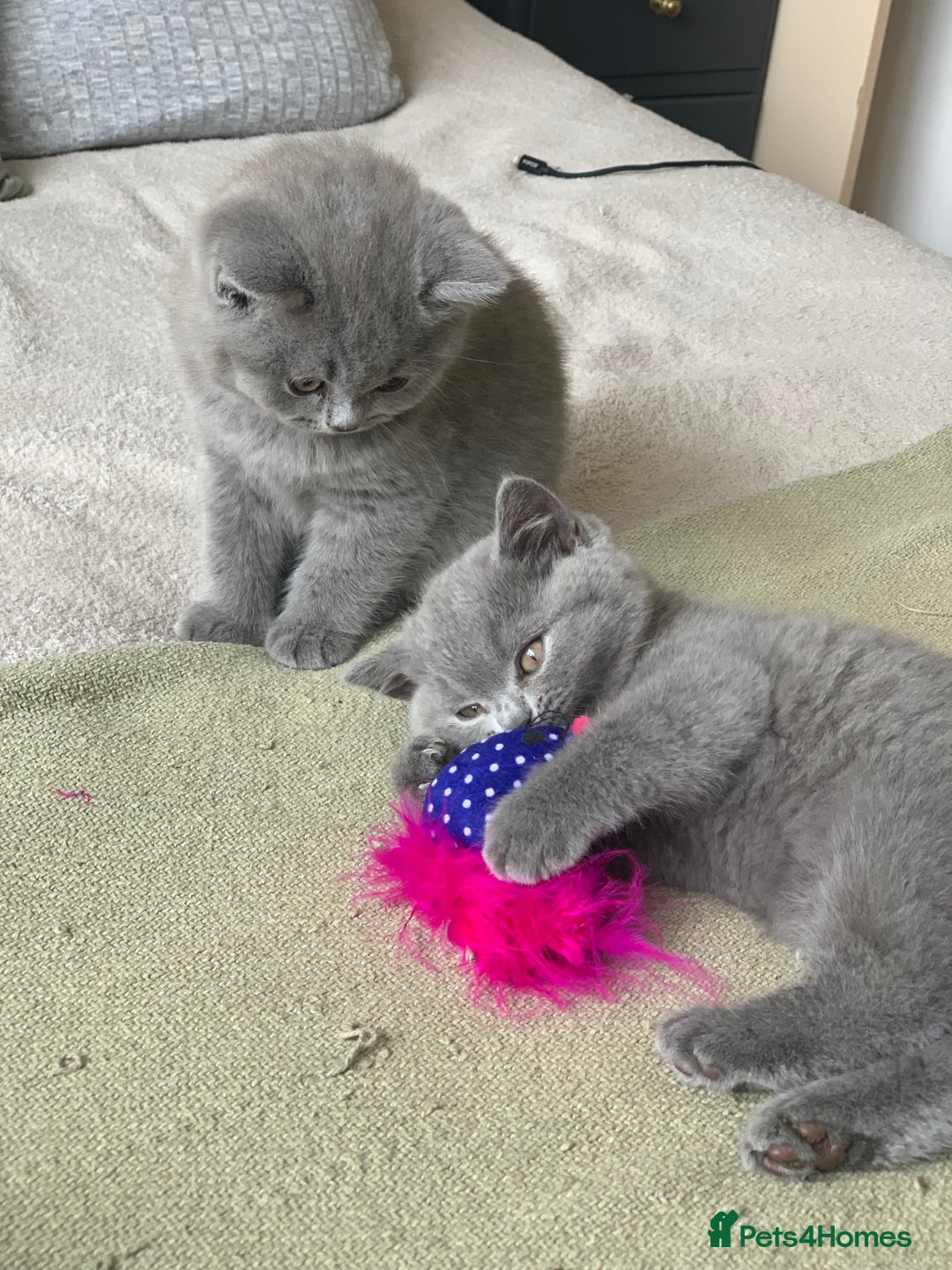 British Shorthair cats for sale: CHAMPION BSH PEDIGREE GCCF REGISTERED  - Image 4